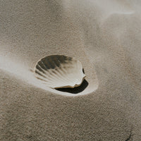 Shell Dish