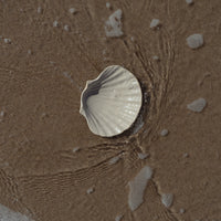 Shell Dish